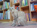 Sheila - Domestic Short Hair + Egyptian Mau Cat