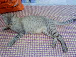 Sheila - Domestic Short Hair + Egyptian Mau Cat