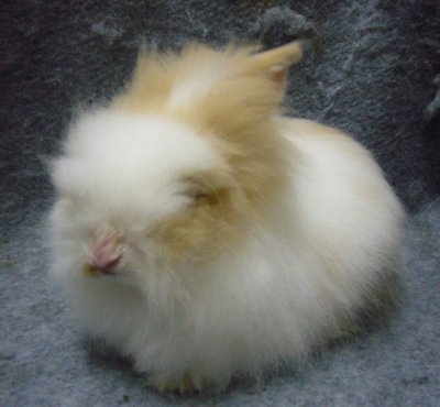 Teddy 001 - Angora Rabbit Rabbit