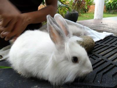 PF22791 - Lionhead Rabbit