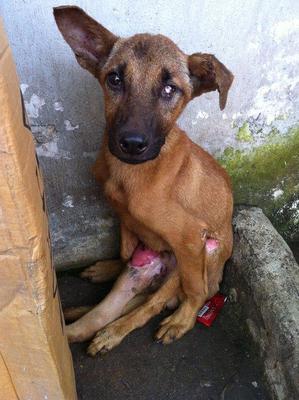 Xiao Qiang - Mixed Breed Dog