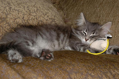 Chomel - Norwegian Forest Cat + Maine Coon Cat