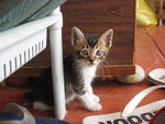 Silver - With 4 White Stocking - Tabby Cat