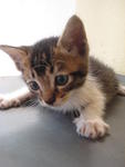 Silver - With 4 White Stocking - Tabby Cat