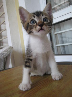 Silver - With 4 White Stocking - Tabby Cat