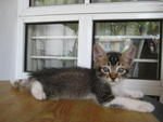 Silver - With 4 White Stocking - Tabby Cat