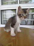 Silver - With 4 White Stocking - Tabby Cat