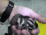 Baby Sugar Glider Offer - Sugar Glider Small & Furry