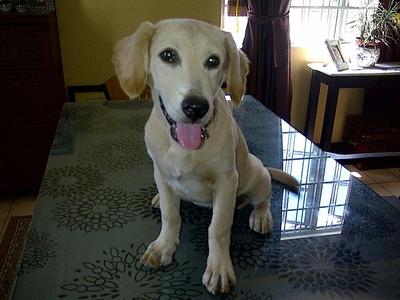 Sweet Sammy - Labrador Retriever Dog