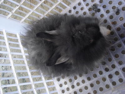 PF22870 - Angora Rabbit + Lionhead Rabbit