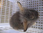 PF22870 - Angora Rabbit + Lionhead Rabbit