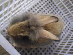 PF22870 - Angora Rabbit + Lionhead Rabbit