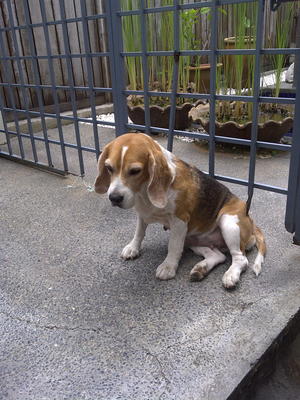 PF22875 - Beagle Dog