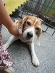 PF22875 - Beagle Dog