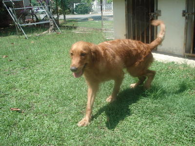 Lassie - Golden Retriever Dog