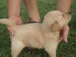 Retrievers Male Puppies For Sale - Golden Retriever Dog