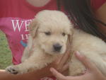 Retrievers Male Puppies For Sale - Golden Retriever Dog