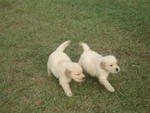 Retrievers Male Puppies For Sale - Golden Retriever Dog