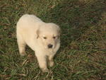 Retrievers Male Puppies For Sale - Golden Retriever Dog