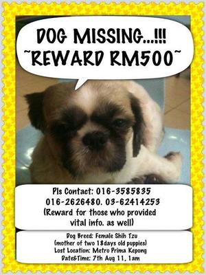 Nursing Shih Tzu Missing - Shih Tzu Dog