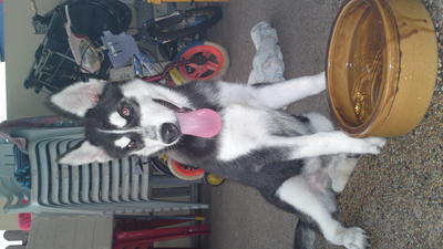 Ahman - Siberian Husky Dog