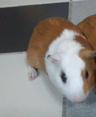 Tirra - Guinea Pig Small & Furry