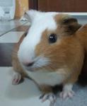 Tirra - Guinea Pig Small & Furry