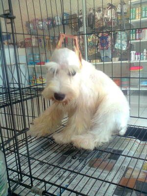 Miniature Scnauzer Pure White - Schnauzer Dog