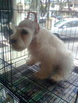 Miniature Scnauzer Pure White - Schnauzer Dog