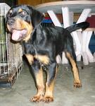 Cody - Rottweiler Dog