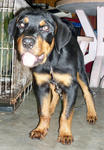 Cody - Rottweiler Dog