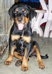 Cody - Rottweiler Dog