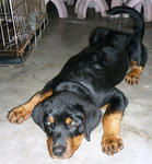 Cody - Rottweiler Dog