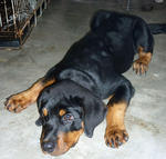 Cody - Rottweiler Dog