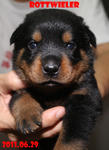 Cody - Rottweiler Dog