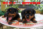 Cody - Rottweiler Dog