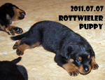 Cody - Rottweiler Dog