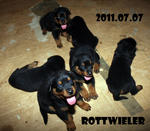 Cody - Rottweiler Dog