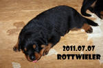 Cody - Rottweiler Dog