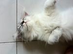 Junior~ - Persian Cat