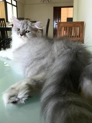 Junior~ - Persian Cat