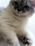 Junior~ - Persian Cat