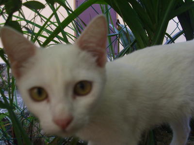 Manja - Domestic Short Hair Cat