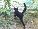 Si Hitam - Domestic Short Hair Cat