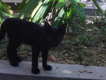 Si Hitam - Domestic Short Hair Cat