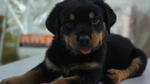 Rottweiler Puppies For Sale - Rottweiler Dog