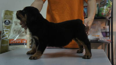 Rottweiler Puppies For Sale - Rottweiler Dog