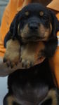 Rottweiler Puppies For Sale - Rottweiler Dog