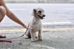 Pooki? - Poodle Dog