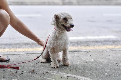 Pooki - Poodle Dog